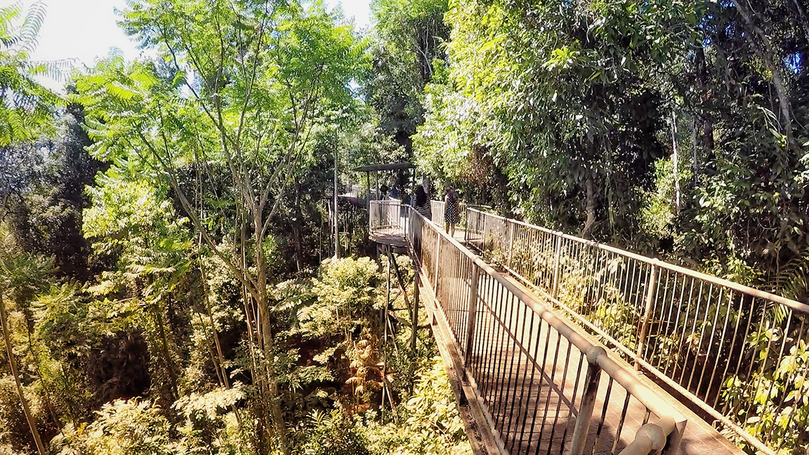 Elevated skywalk surrounded by rainforest canopies at Mamu tropical rainforest
