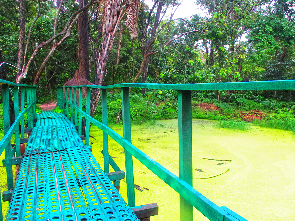 Footbridge on a swamp covered in water lilies at Abuko Nature Reserve