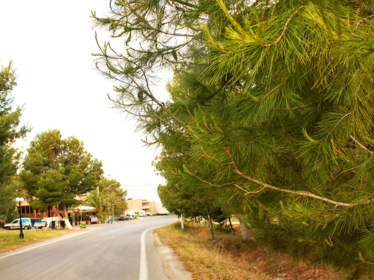 The green roads that lead from Chania to Zaros