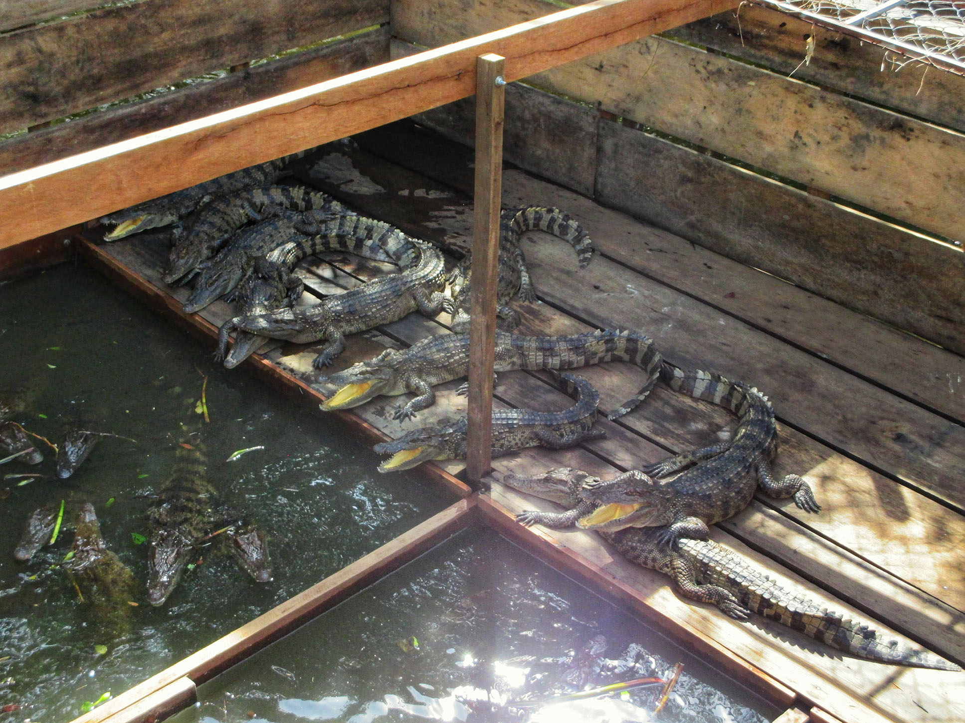 The crocodile farm in Chong Kneas where they are breeded for their meat and skin