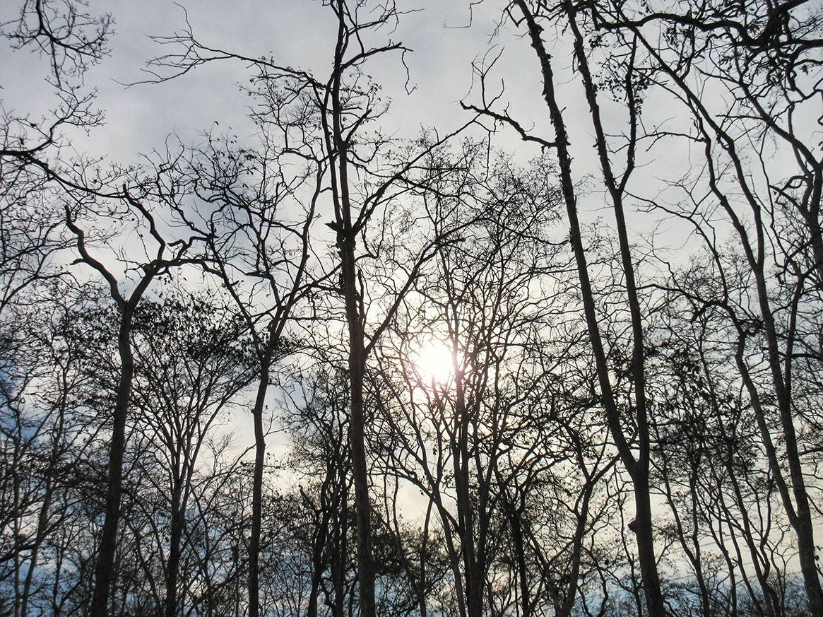 The dry forest canopies of Kabini Tiger Reserve.