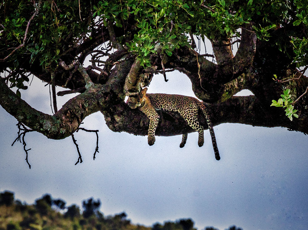 The elusive leopard camouflaged on the tree in Maasai Mara