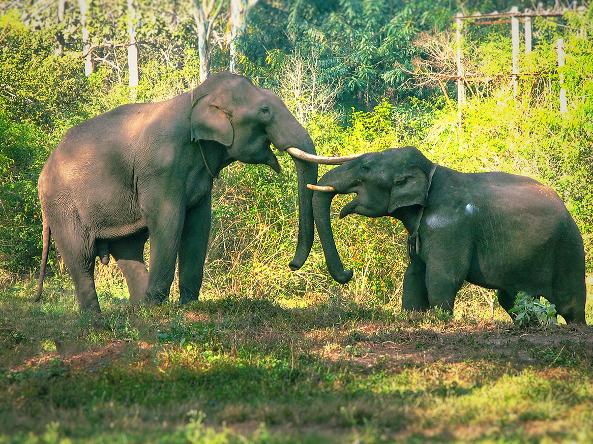 Sighting elephants is common in Nagarhole while you are on the way to Coorg