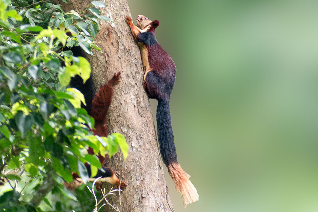 Enchanting Malabar Giant Squirrel playfully perched in BR Hills Tiger Reserve