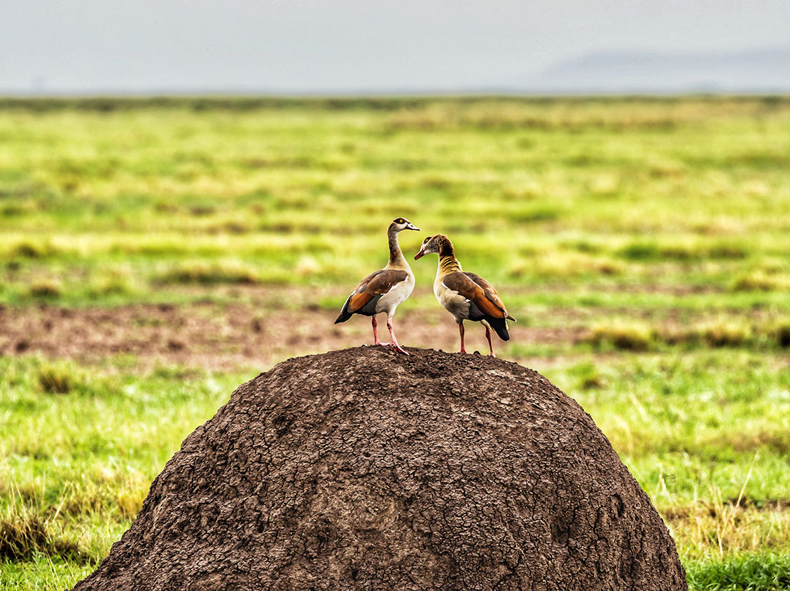 Egyptian Geese perched on a huge mound of termites in Maasai Mara