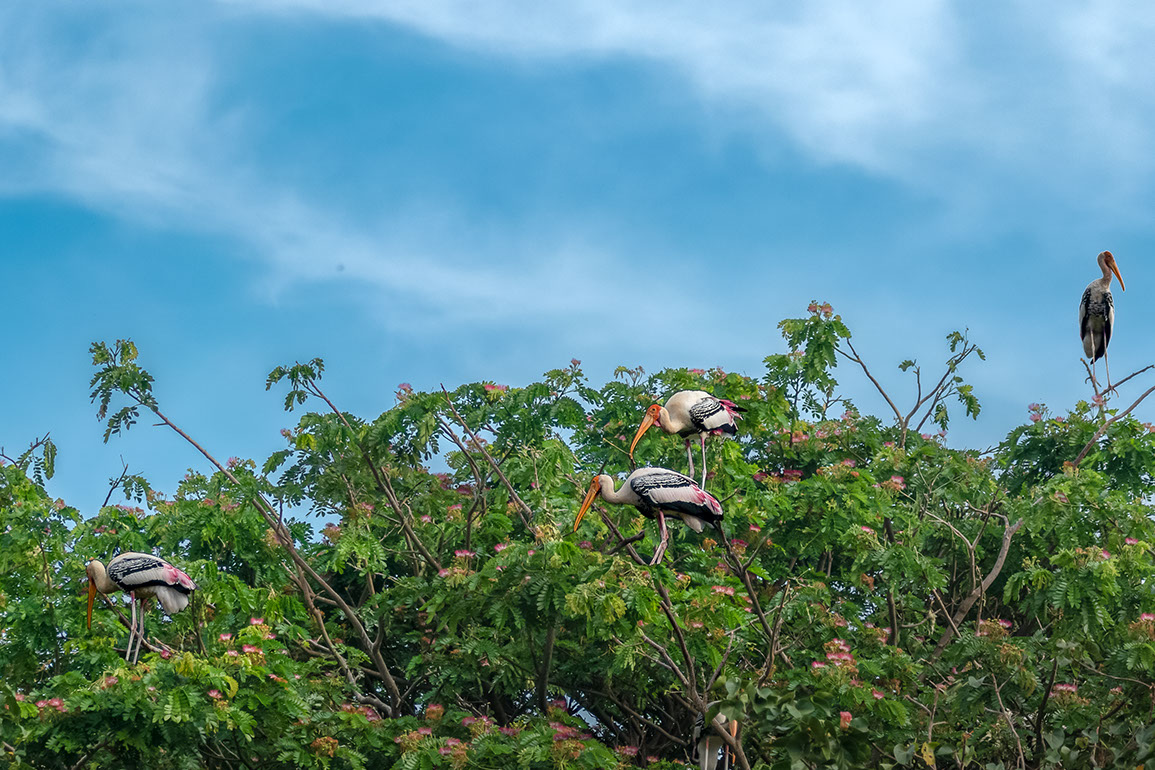 The beautiful Kokkarebellur is home to migratory painted storks for six months of the year