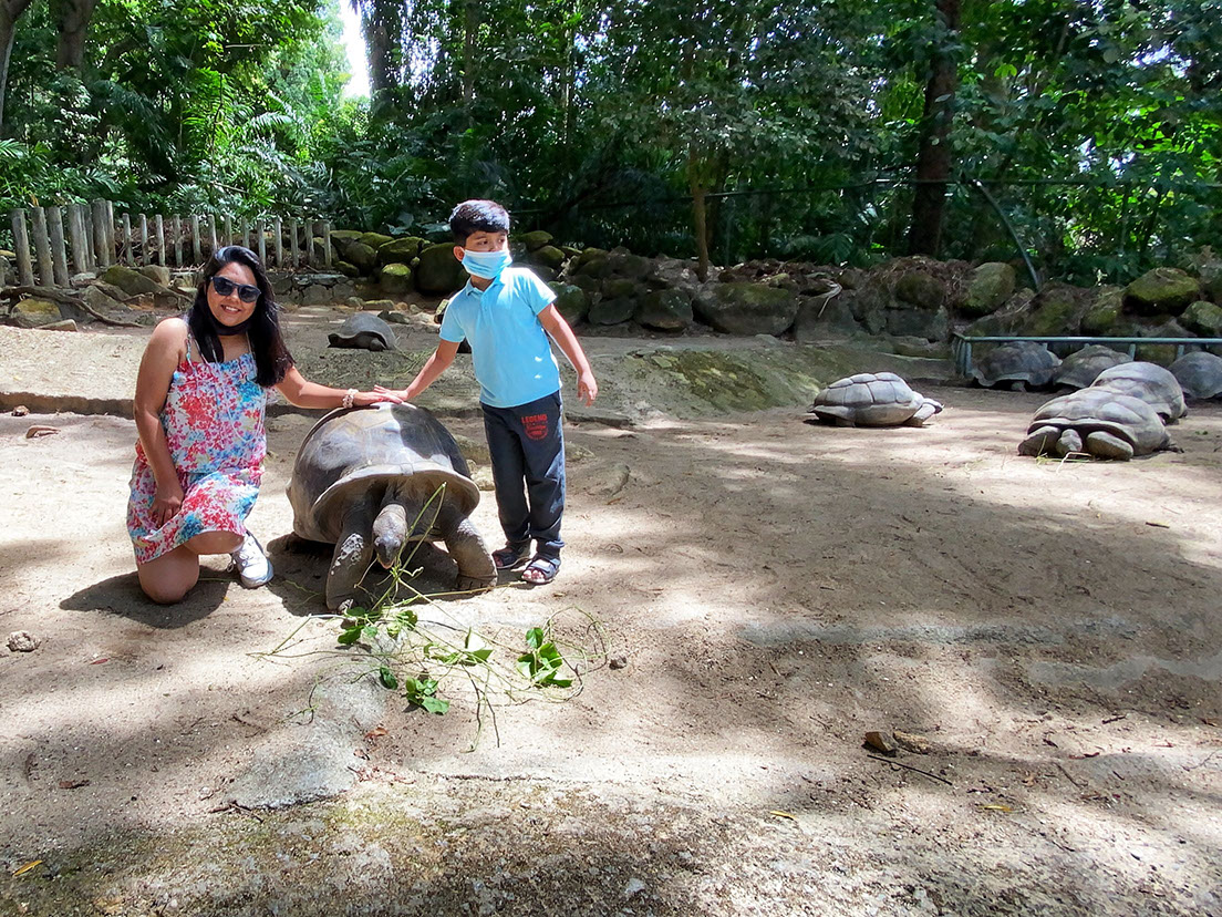 A giant tortoise at La Digue Island in Seychelles