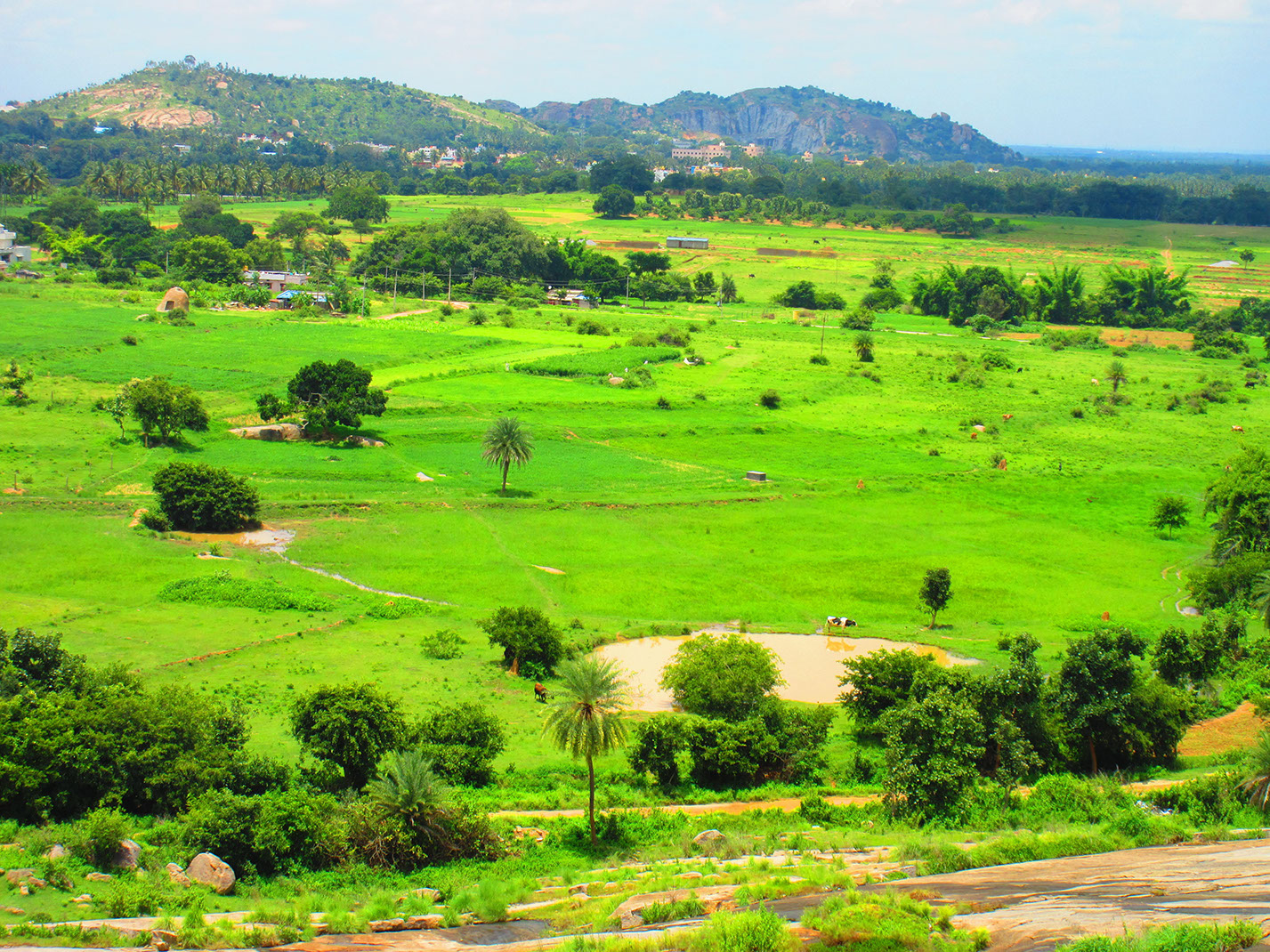 Panoramic view of the lush paddy fields from Mandaragiri Temple near Bangalore
