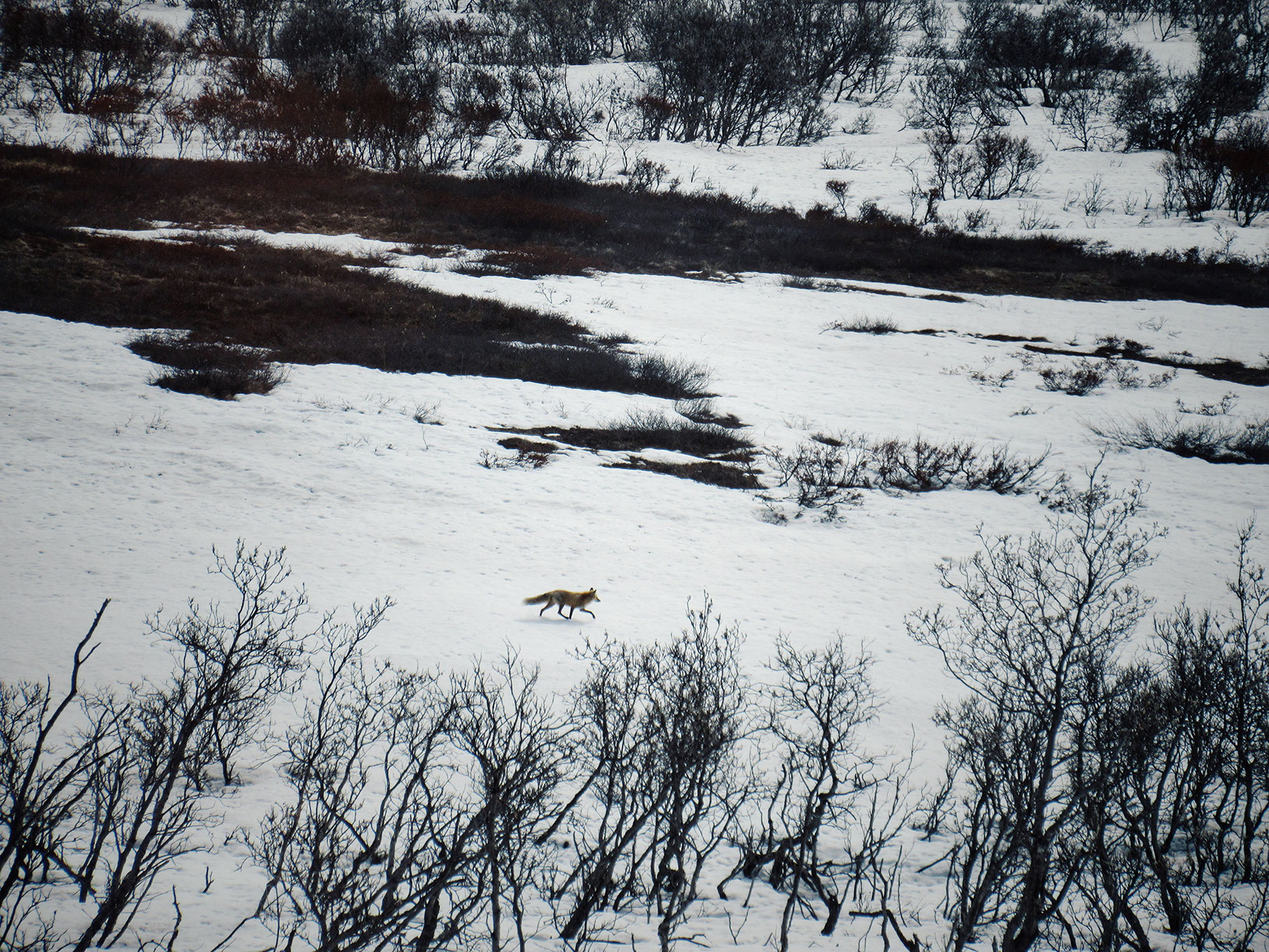 Red Fox strolling around the snow-covered Denali National Park in Alaska
