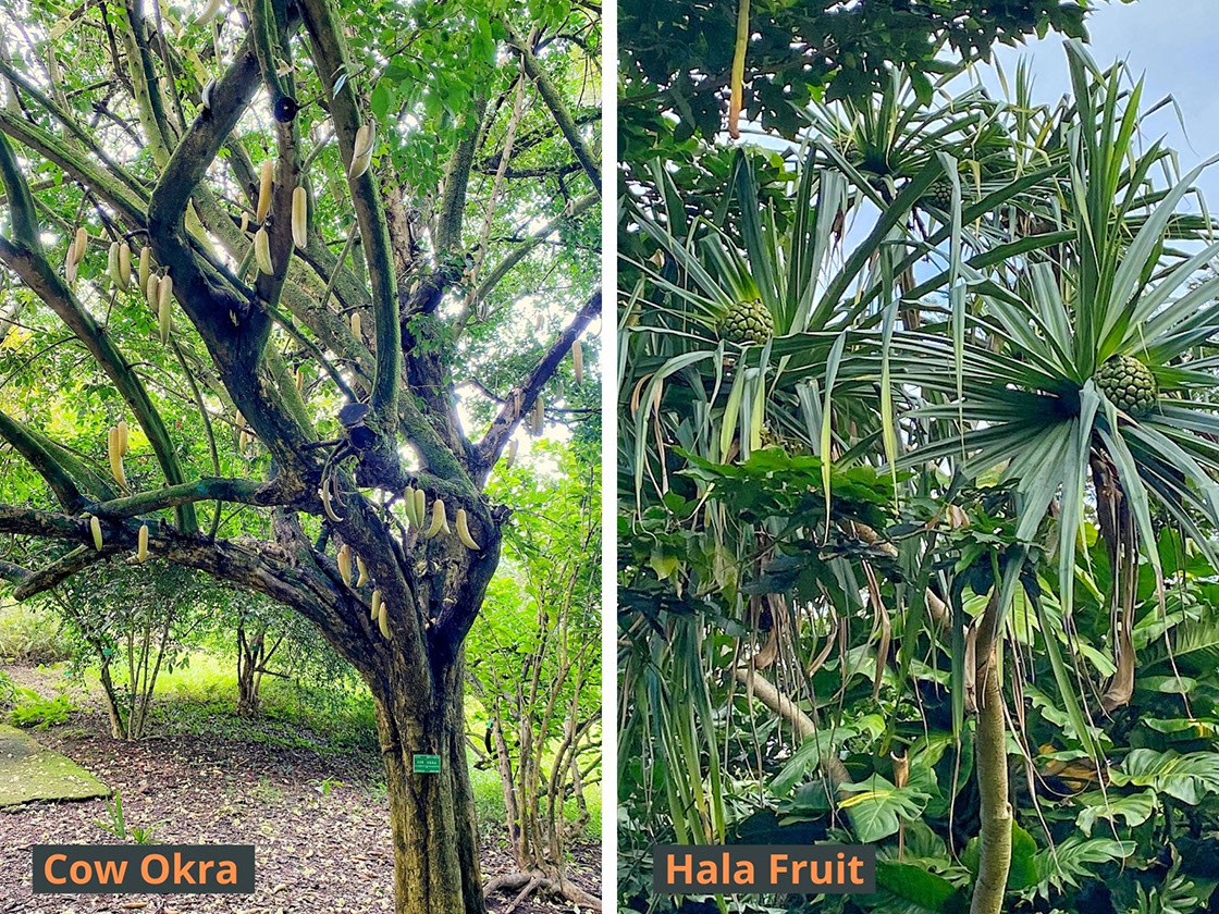Ho'omaluhia Botanical Garden is home to some exotic and endemic flora