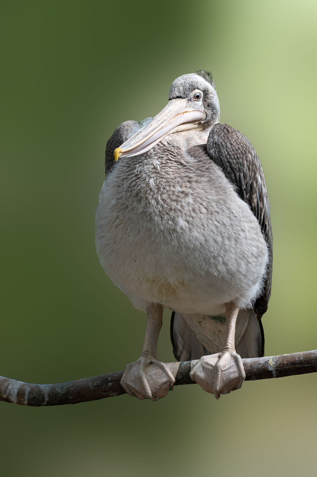 A spot-billed pelicans rests on a perch in Kokkarebellur