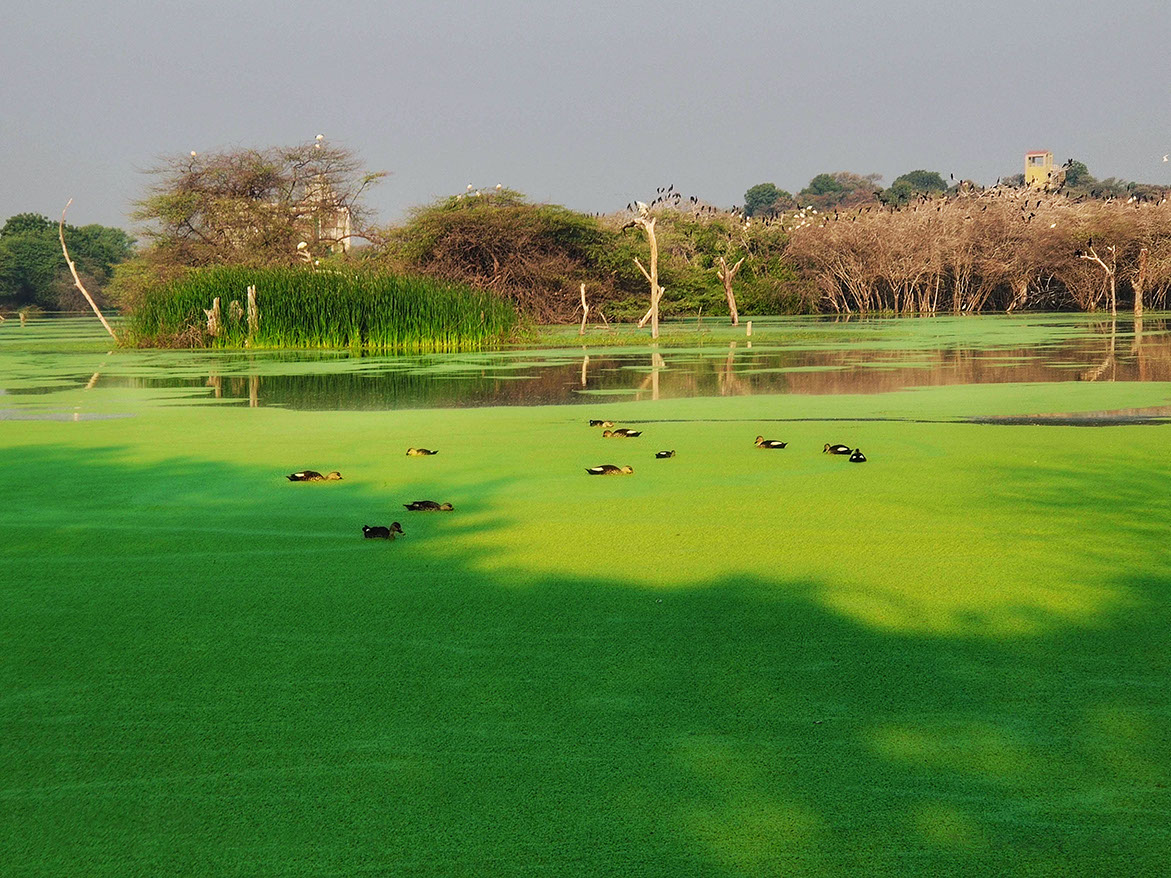Spot-billed Ducks among the lush green lilies inside Krishnakunj Talav in Victoria Park