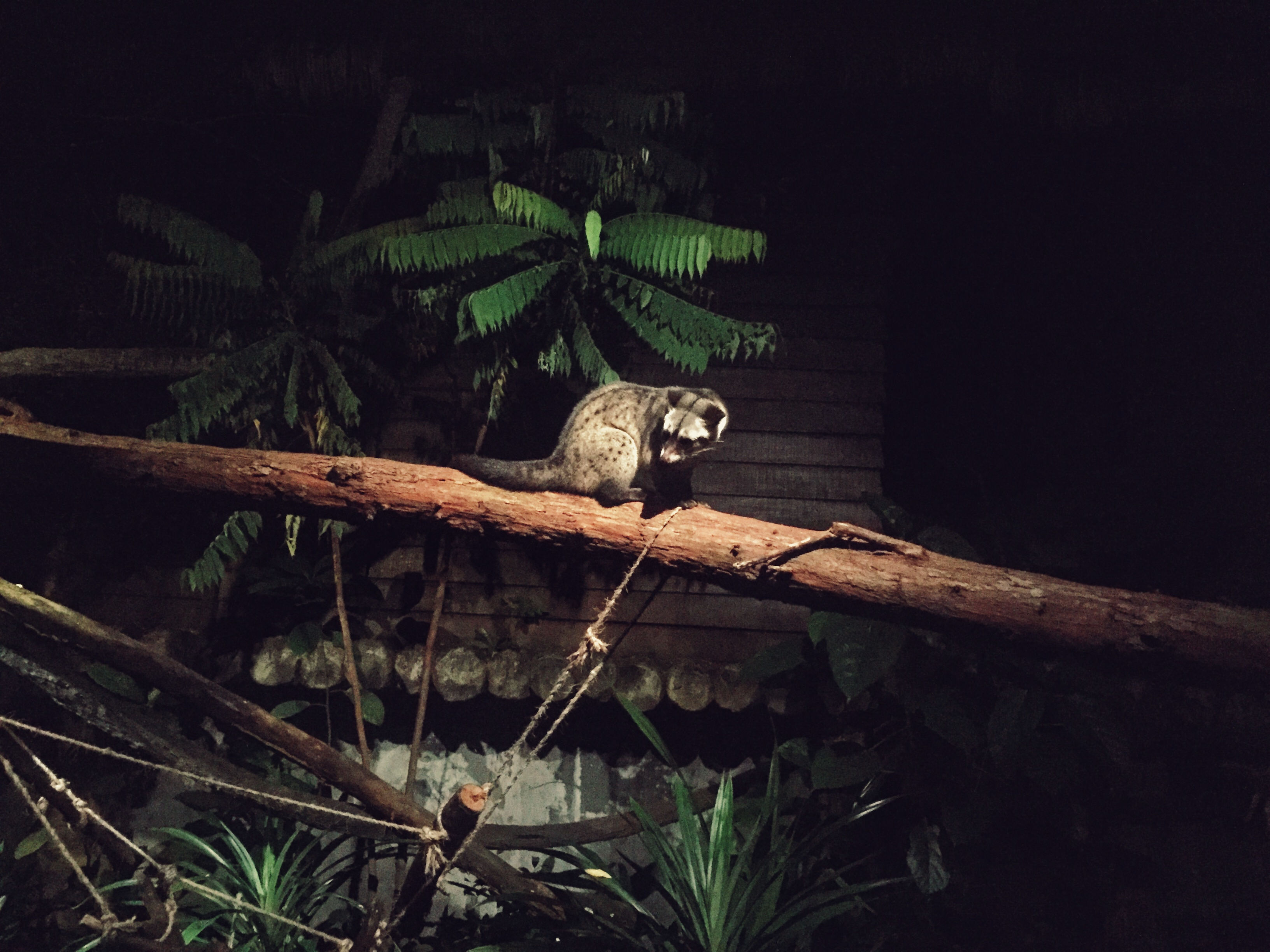 An endangered palm civet is seen in its natural habitat during Singapore Night Safari at Singapore Zoo.