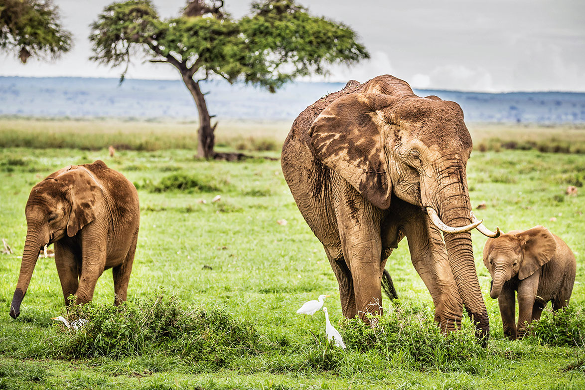 Tuskers are beating the heat with natural sunscreen at Maasai Mara