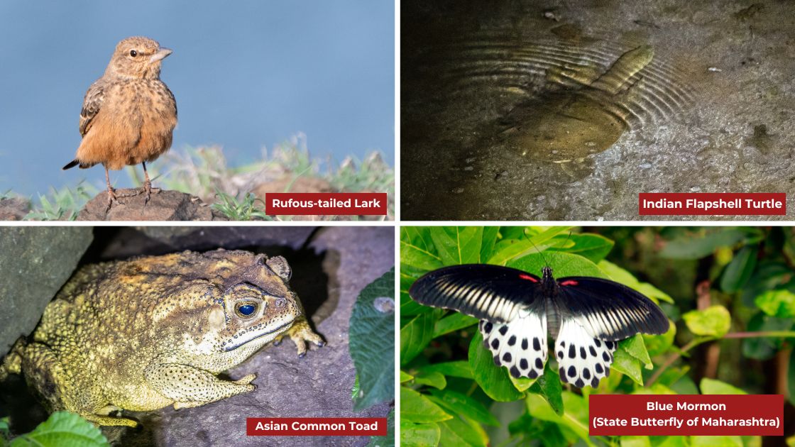 The rich biodiversity of Kiraksal supports a diverse range of wildlife