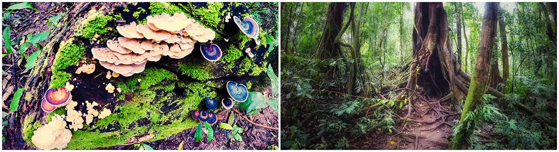 Wild mushrooms and Spurwood tree at the floor of Daintree rainforest