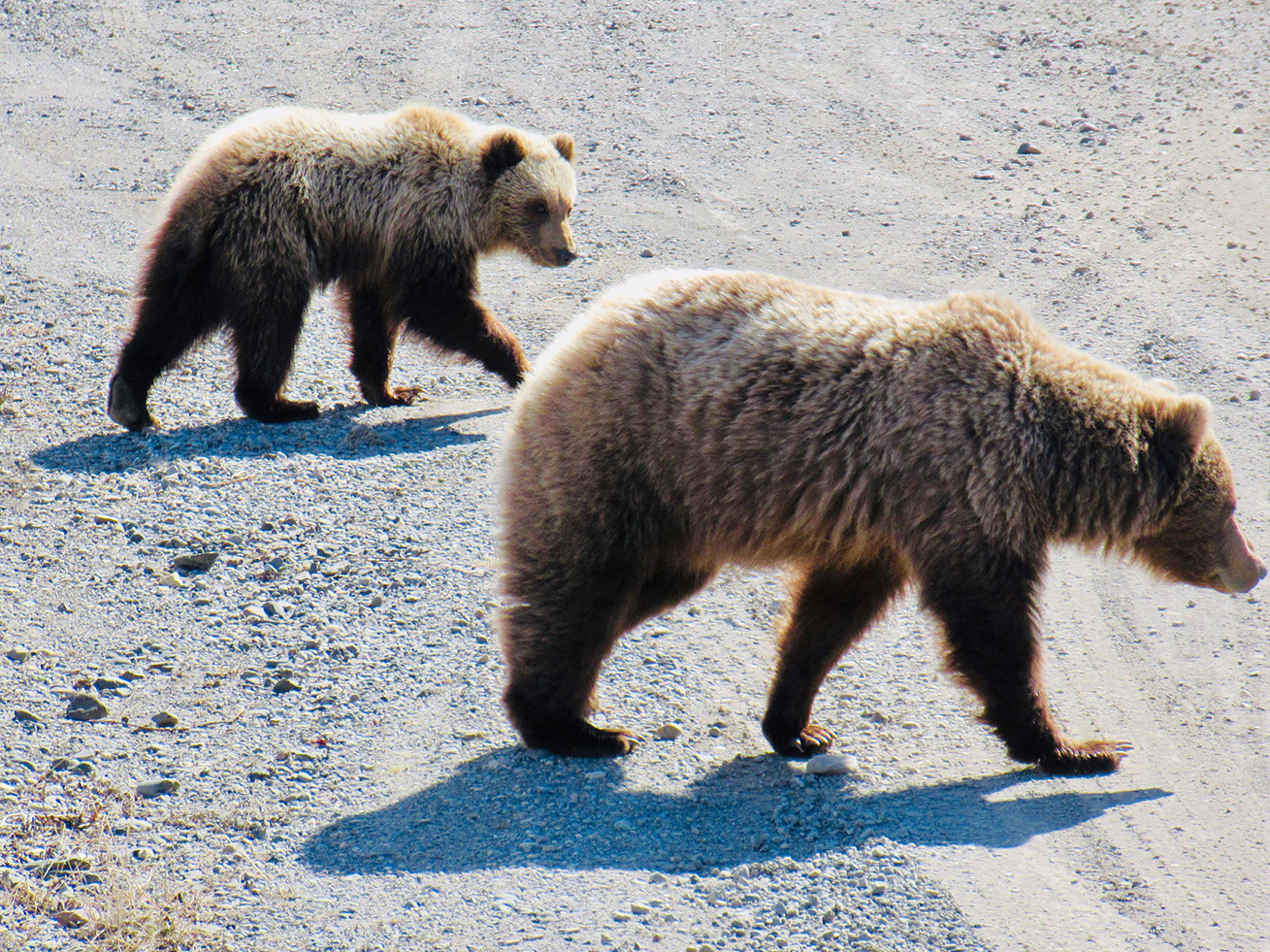 A rare sight of Grizzly Bears up close during the Denali bus tour