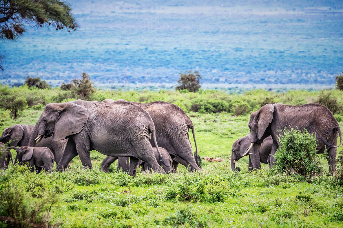 An amazing sight of an elephant herd in Maasai Mara