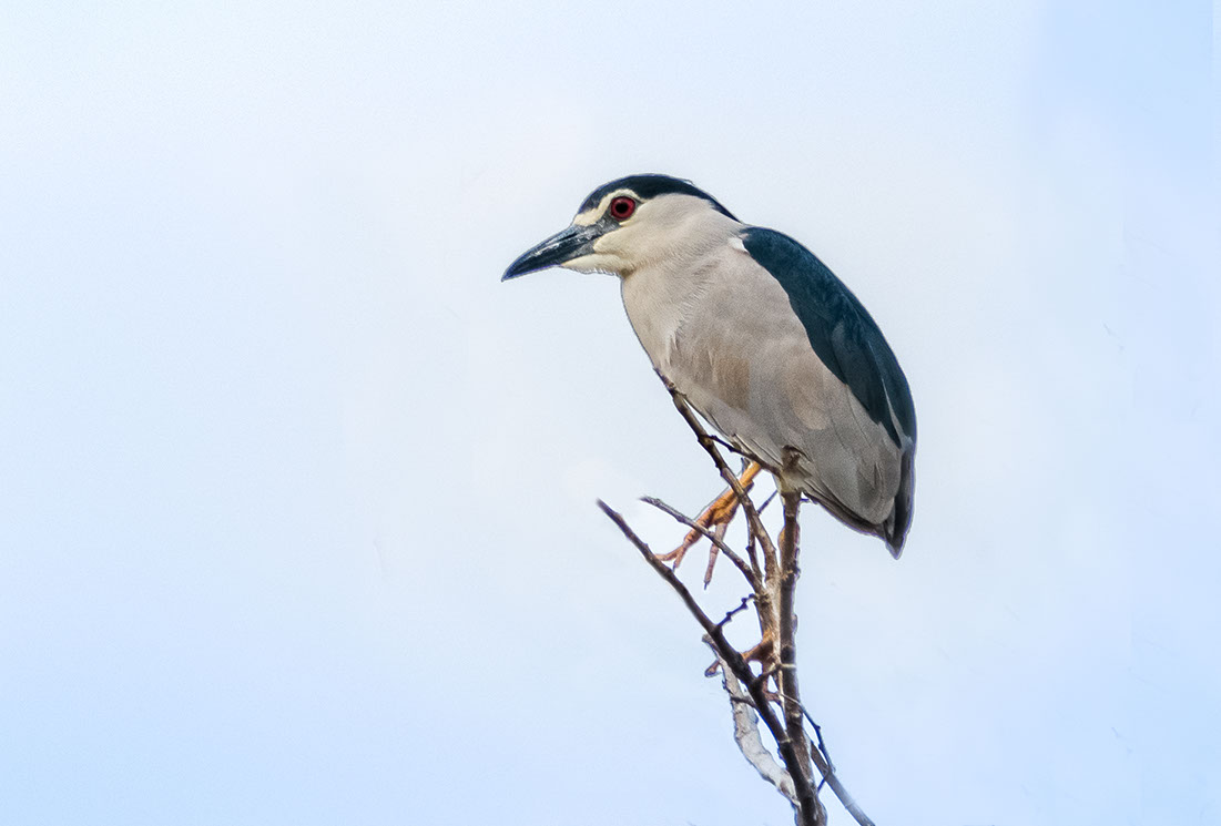 Black-crowned Night Herons are also residents of Kokkare Bellur
