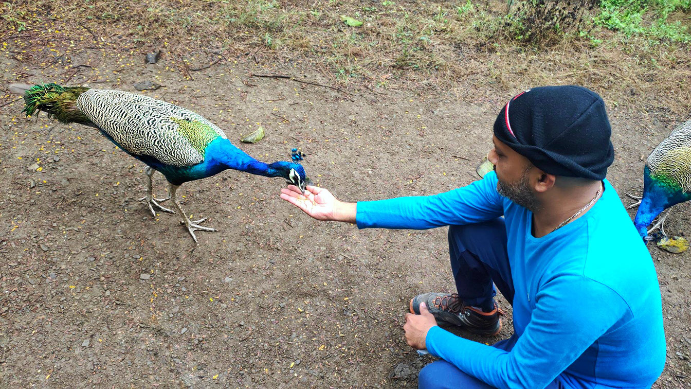 Anand Maniyar is feeding peacocks in Victoria Park Bhavnagar