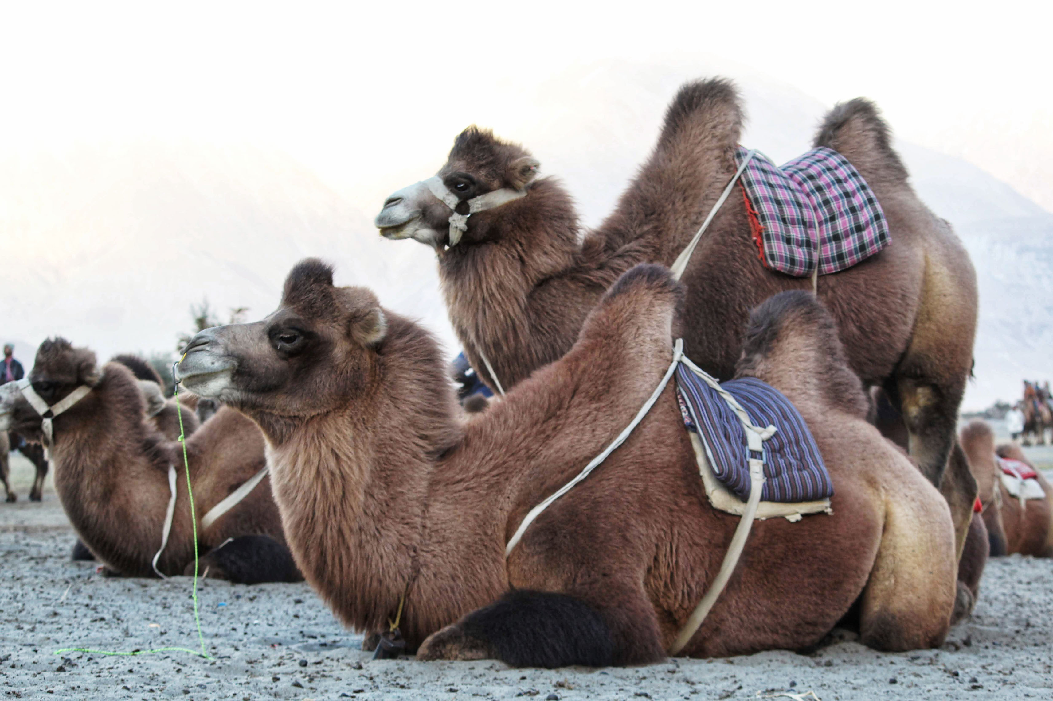The last remnant of the Silk Road trade in India is the double-humped camel in Ladakh