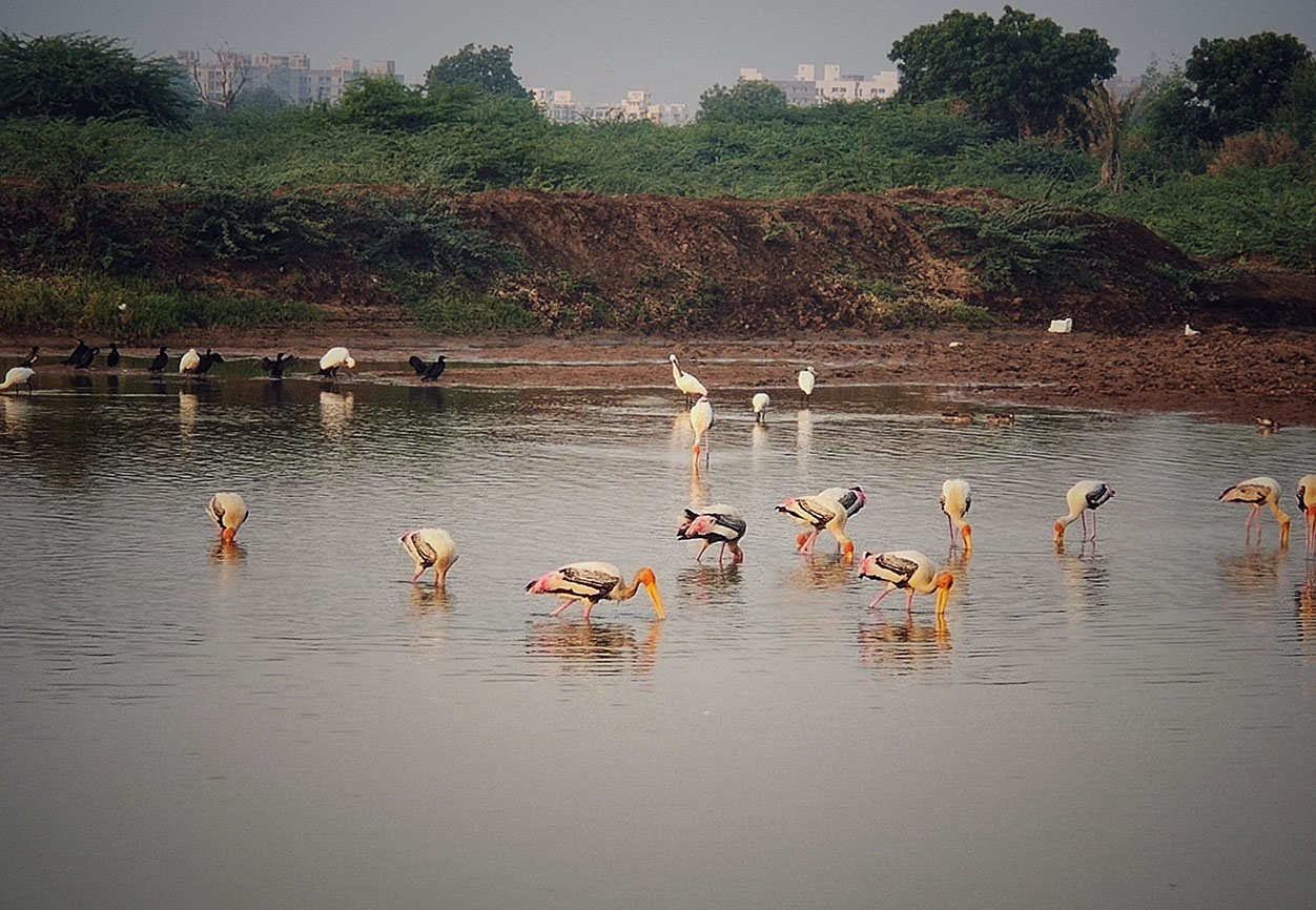 Migratory birds and pelicans at Bhavnagar lake