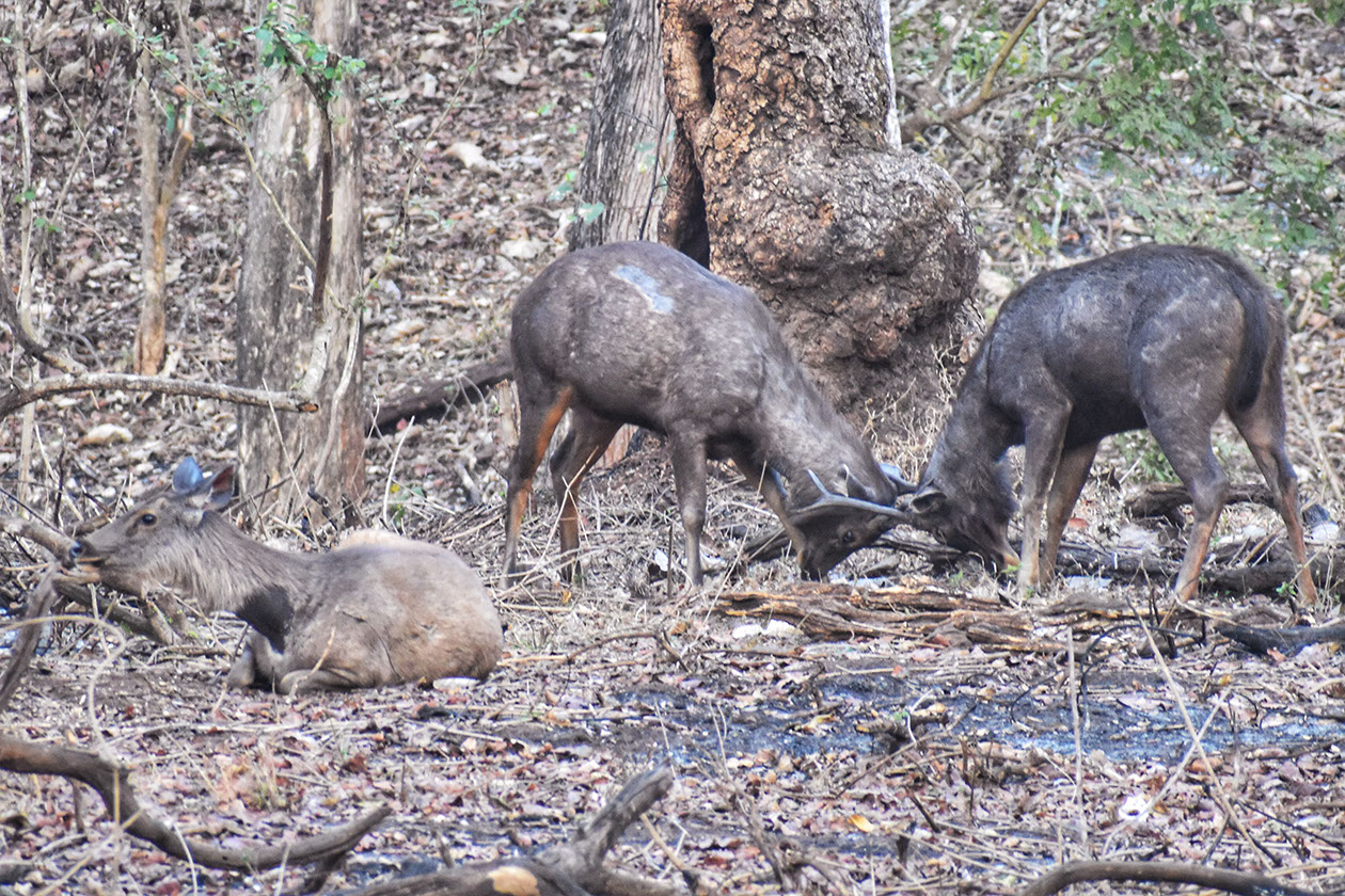 You can spot plenty of Sambars in Kabini and Nagarhole during wildlife safari.