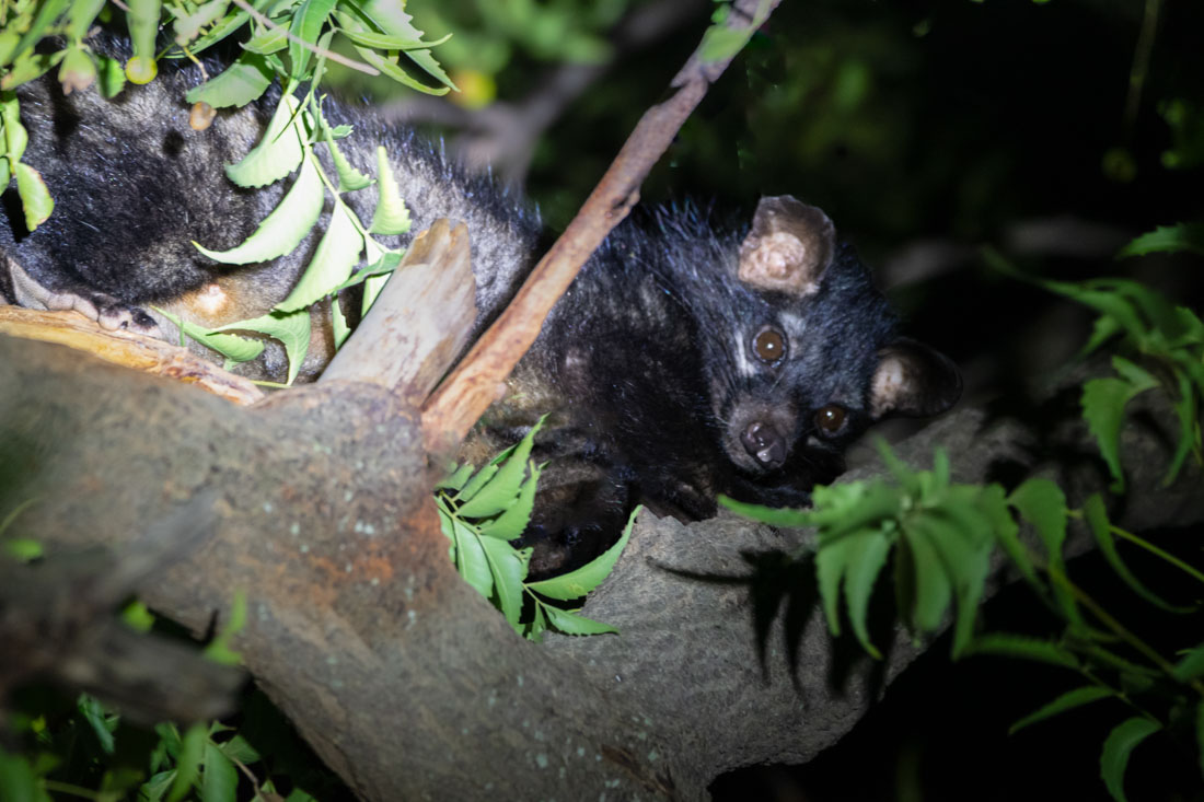 Palm Civet crouches gracefully between branches of a tree in Kiraksal