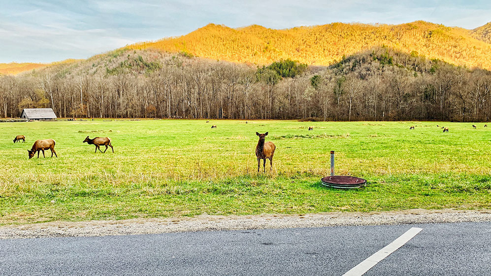 The sight of innumerable Elks wandering around at Smoky Mountains