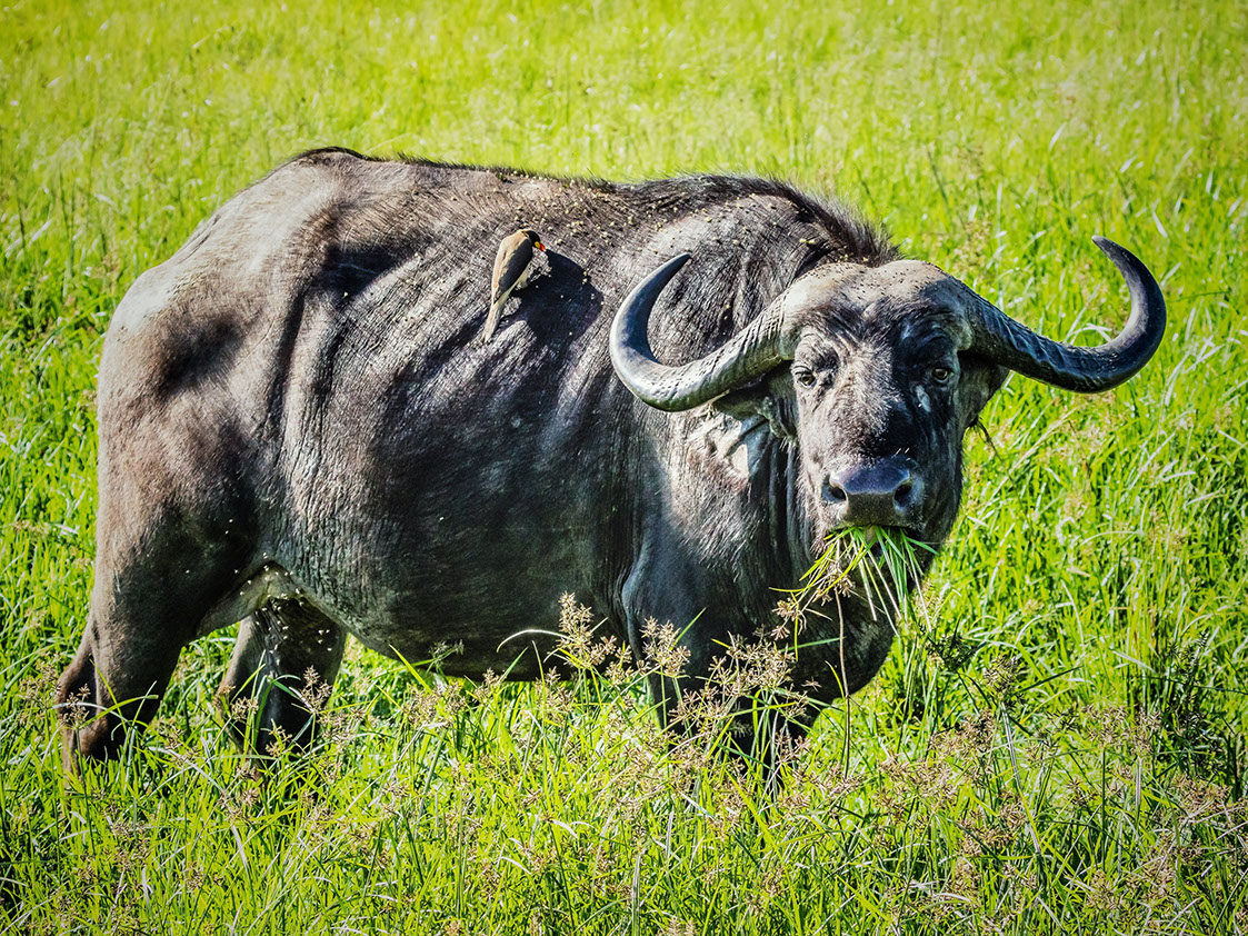 African Buffalo enjoying a grooming session by the red-billed ox-pecker in Maasai Mara