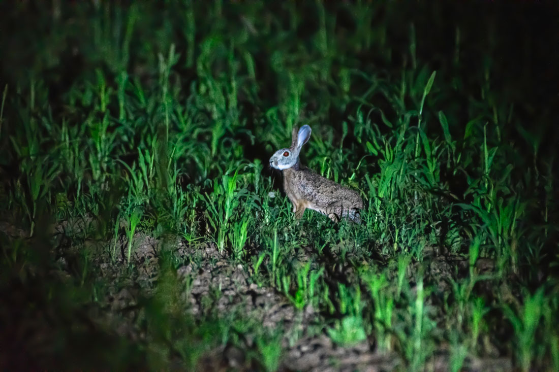 An Indian Hare caught under the flashlight in Kiraksal wilderness