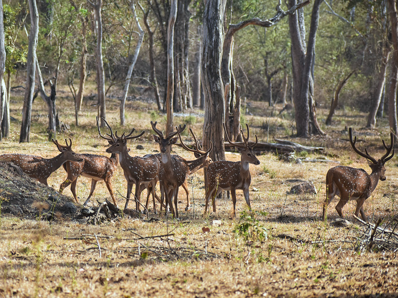The most common sighting in Kabini wildlife sanctuary is that beautiful deer in large numbers