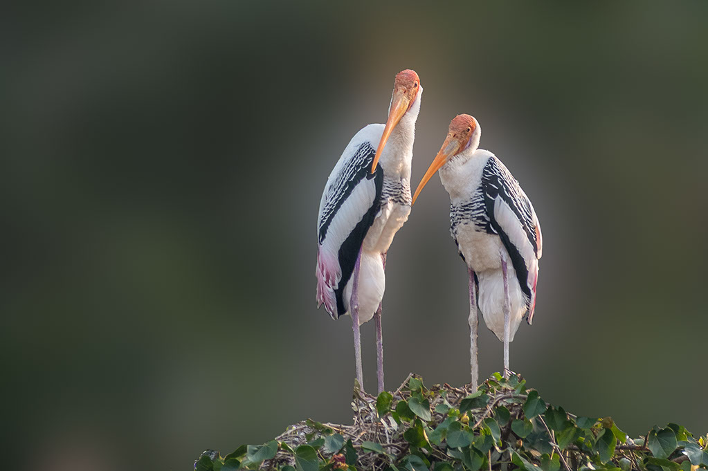 A stork couple in their nest in Kokkare Bellur