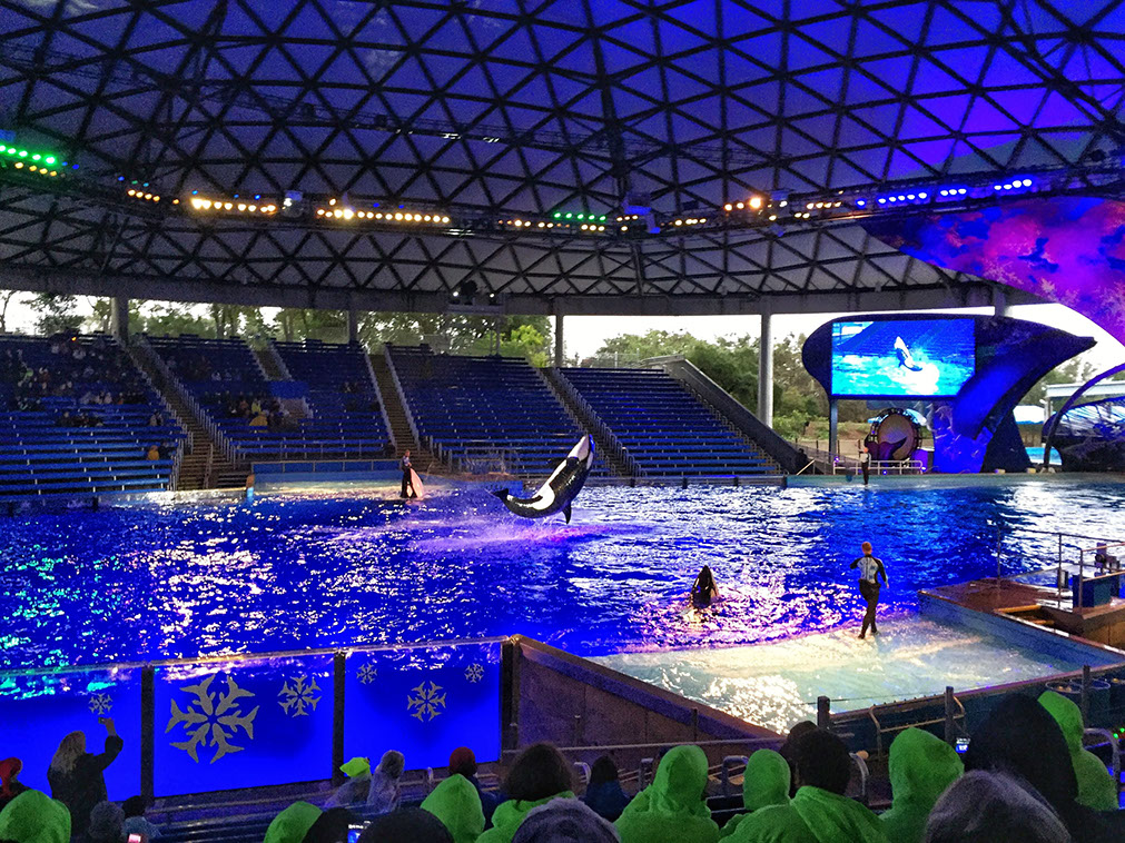 The Interactive Dolphin shows are spectacular at SeaWorld Aquatica in San Antonio