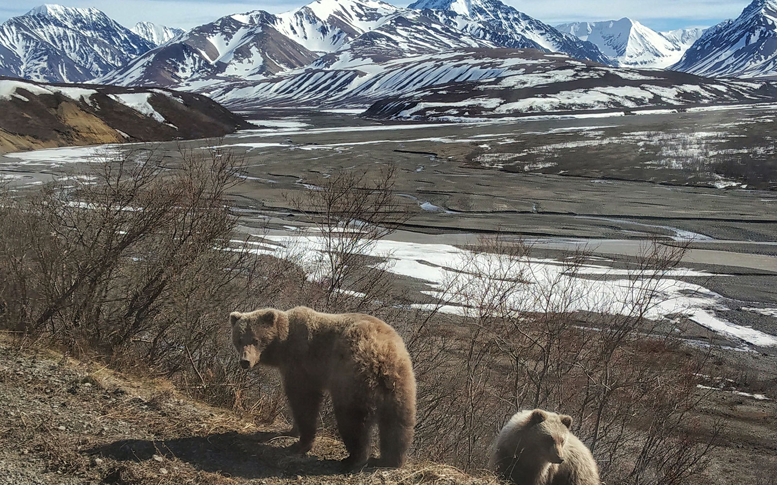 Is Denali National Park Worth It? An Alaskan Perspective